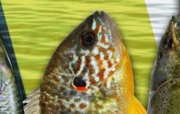 Three photos of fish forage in the lake