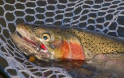 Trout caught in the fishing net