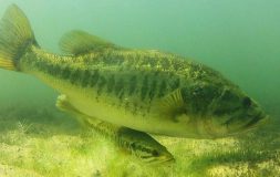 Two fish swimming close to the water bottom