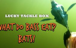 What do bass eat bats
