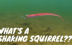 What is a shaking squirrel