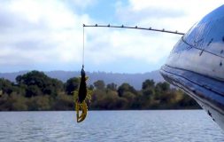 Yellow and black punching bait out of the water